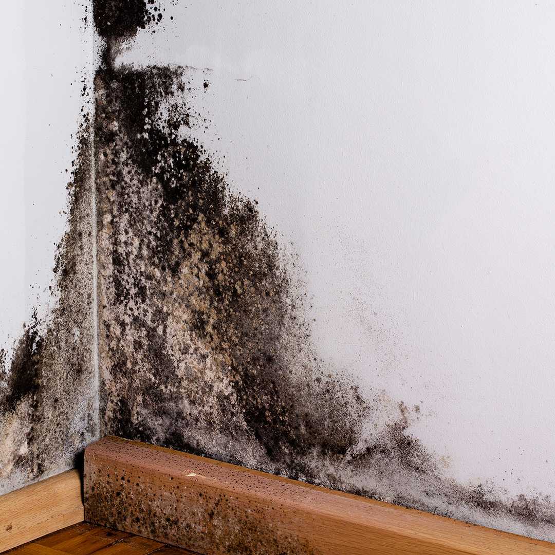 Как убрать плесень в ванной (на герметике, на потолке и плитке стен, с силикона, на шторе), обзор средств для применения в домашних условиях